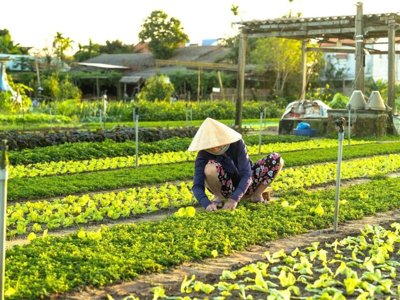 Apartament Hoi An Cabbage Garden Zewnętrze zdjęcie
